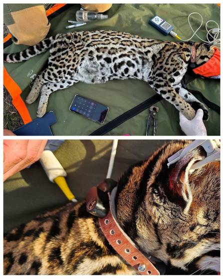 El Parque Nacional Iberá recibe a "Pelusa", una hembra de ocelote