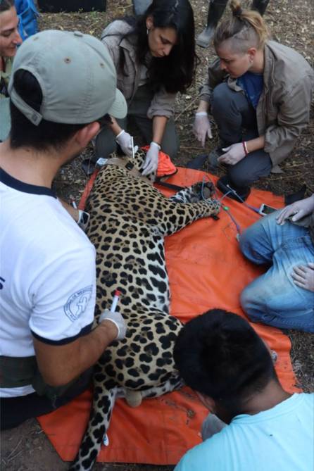 El Impenetrable: el trabajo de reintroducir al yaguareté y otras especies claves