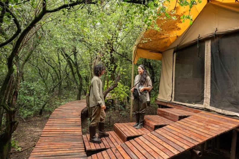 El Impenetrable: el trabajo de reintroducir al yaguareté y otras especies claves