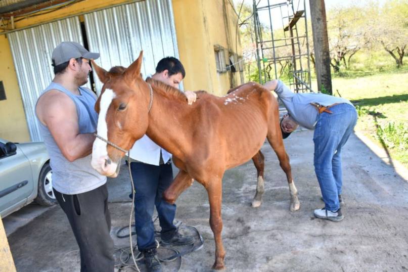 Corrientes: más de 700 caballos fueron rescatados del maltrato y reubicados en un campo- Corrientes: más de 700 caballos fueron rescatados del maltrato y reubicados en un campo