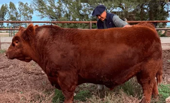 Un toro Angus se vendió por $ 300 millones el 50%