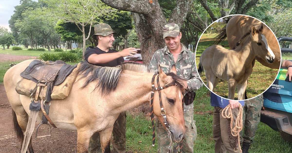Perla, la yegua víctima de cuatreros que hoy tiene una nueva vida junto a su potrillo