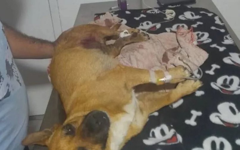 Fallo histórico en Corrientes: médico fue condenado por matar un perro