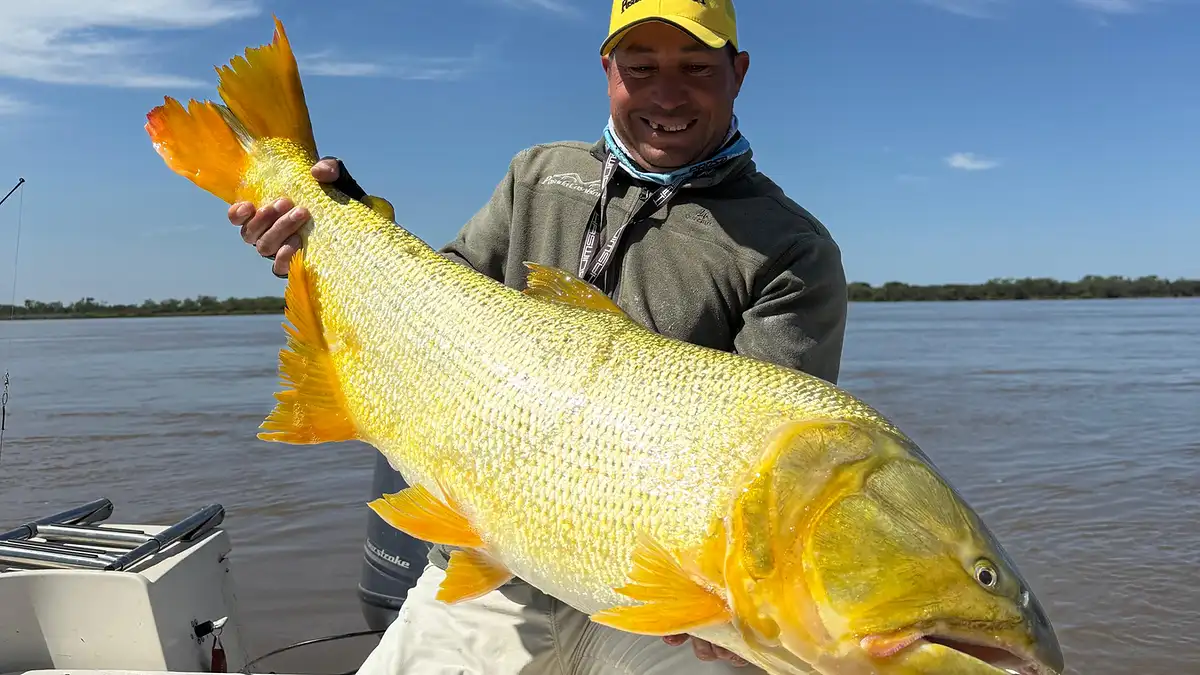 Capturaron un dorado de 17 kilos en Esquina y lo devolvieron al río Capturaron un dorado de 17 kilos en Esquina y lo devolvieron al río