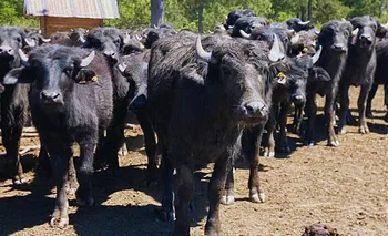 Corrientes impulsa la producción de búfalos