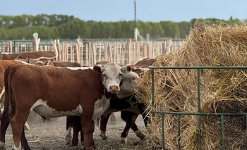 Se simplifican los requisitos  para la inscripción de feedlots