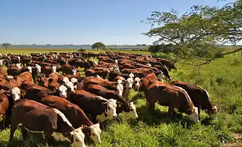 El carbono empieza a pagar en el campo