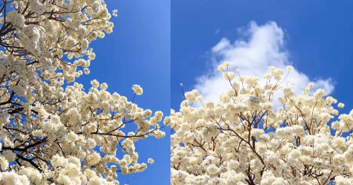 El lapacho blanco que floreció dos veces y sorprendió a todos este año en Corrientes