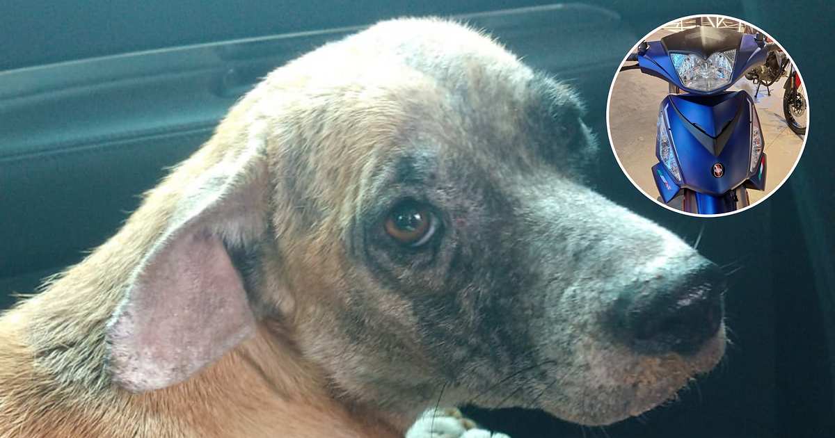 Tiene 20 animales a su cargo, debe casi $1 millón y sortea su moto para ayudarlos
