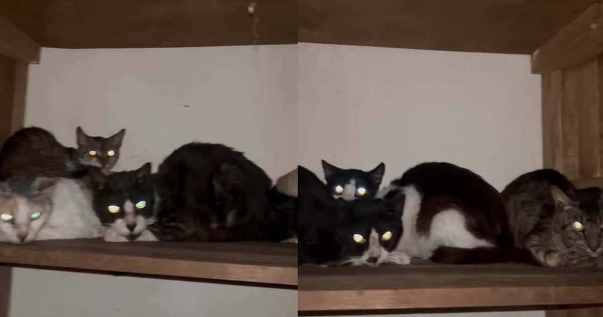 Murió quien alimentaba a 35 gatos y ahora los rescatistas buscan ayuda para cuidarlos