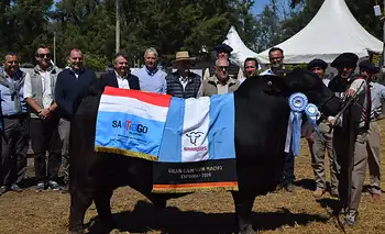 El Porvenir y Los Guasunchos,  los mejores en Brangus