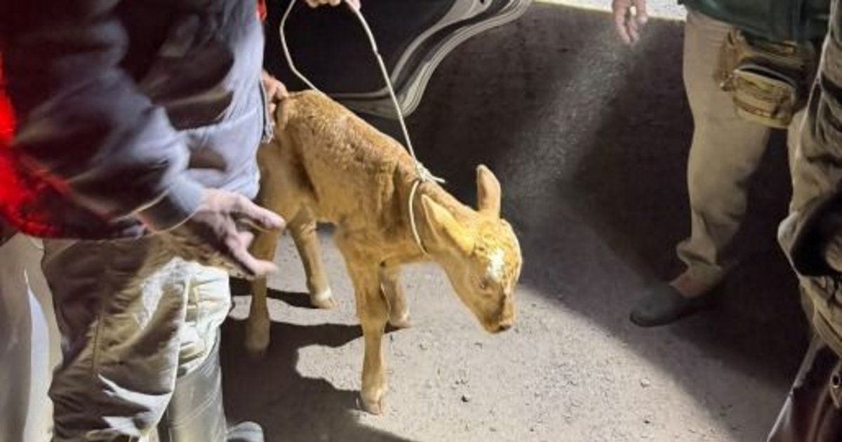 Corrientes: llevaba un ternero dentro de un auto y quedó detenido