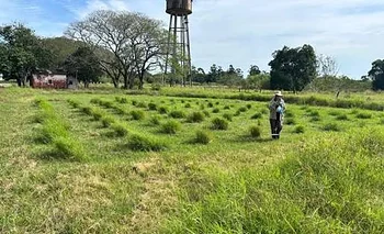 Pasto Nilo: el INTA Corrientes  busca acelerar su implantación 