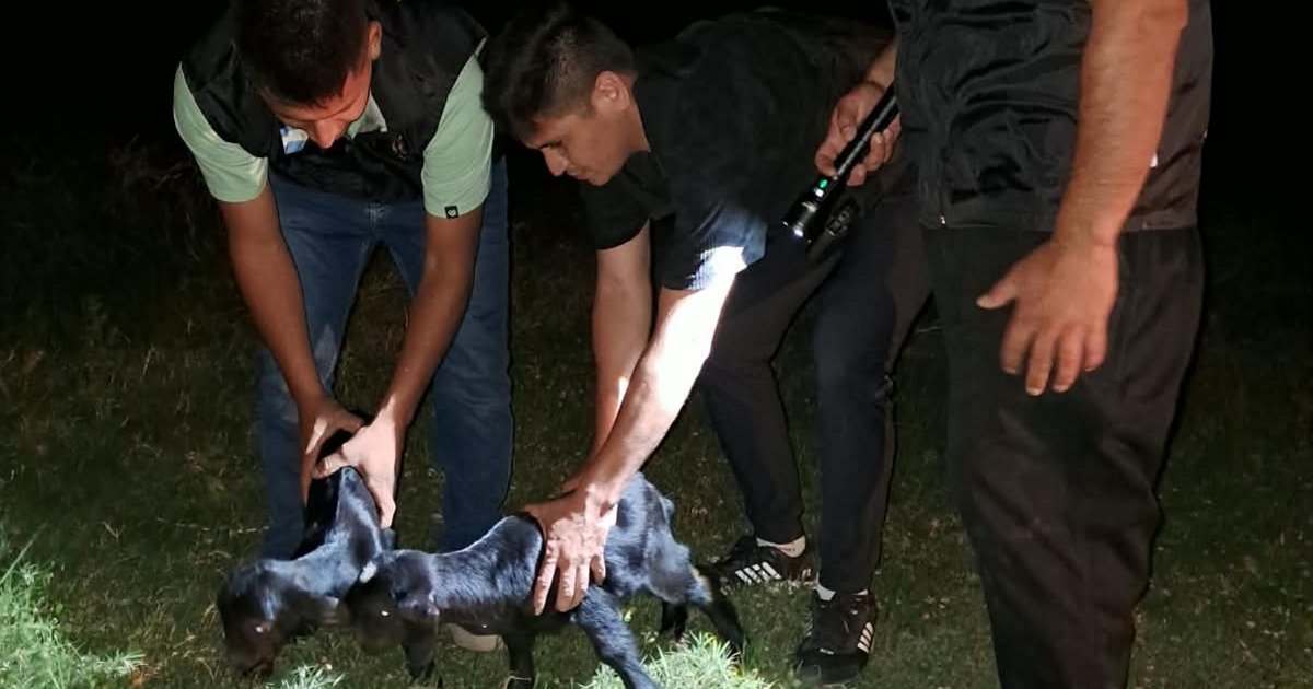 Operativo en Corrientes: un motociclista llevaba dos chivos de origen sospechoso