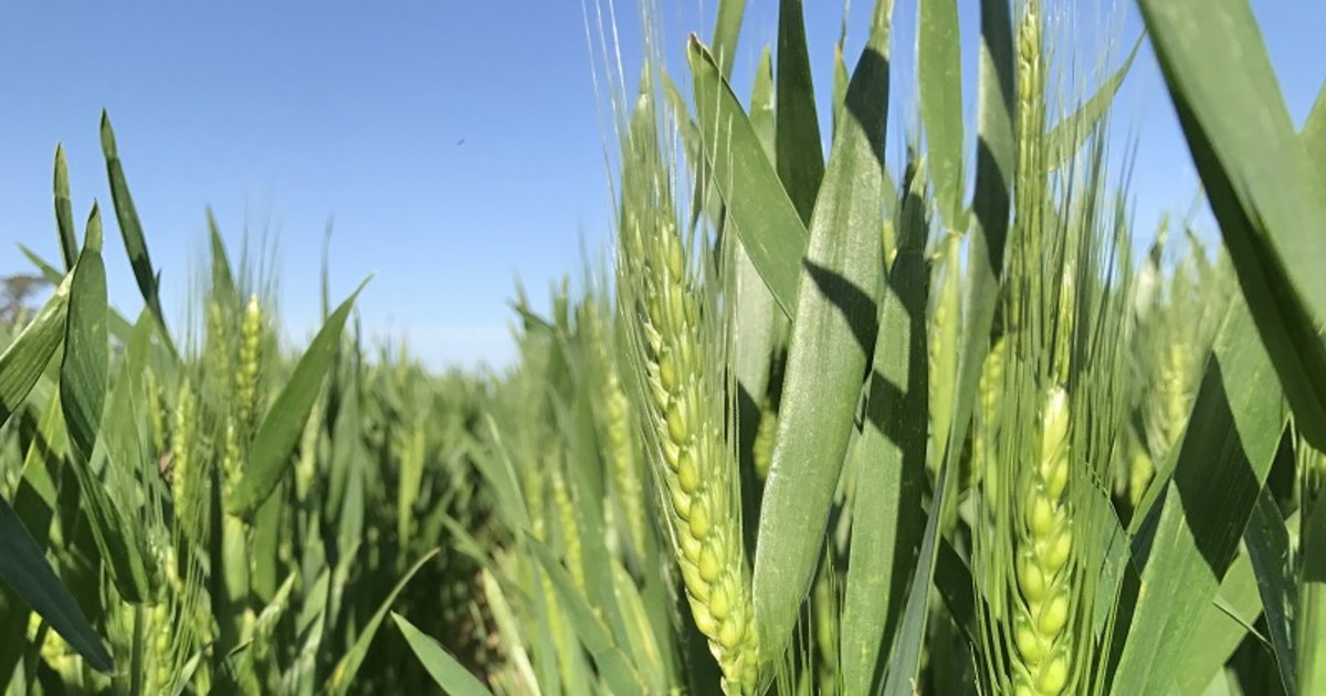 La falta de lluvias recorta las proyecciones para el trigo | El Litoral