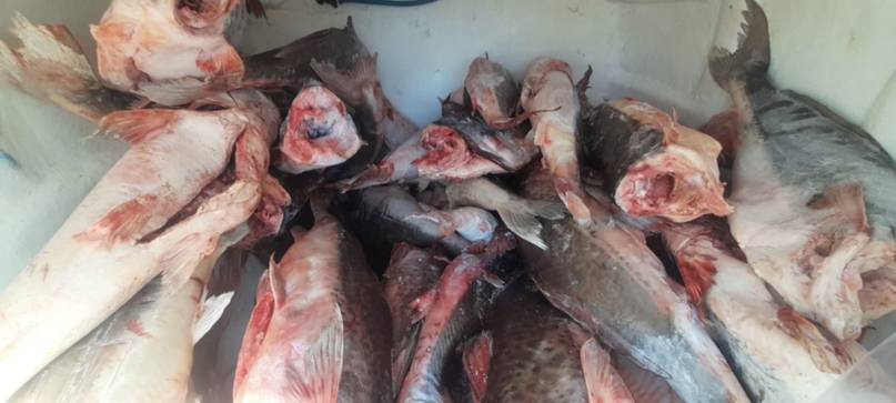 Decomisaron 400 kilos de pescados en Bella Vista