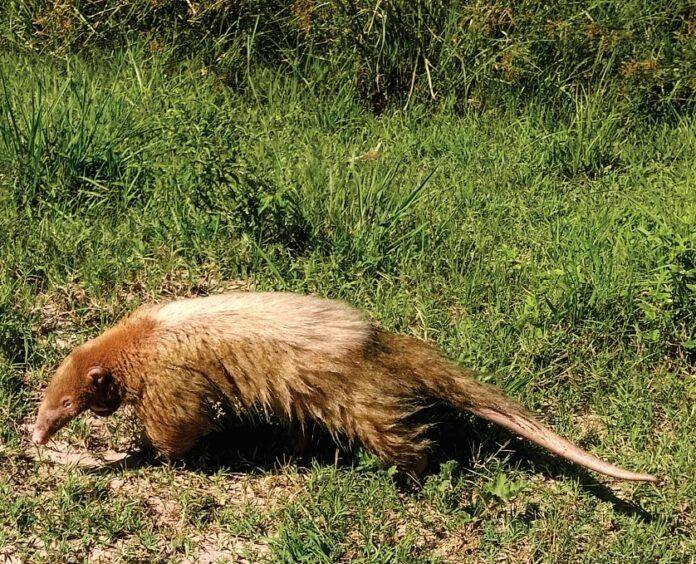 1759780451772 HALLAZGO HISTÓRICO EN CORRIENTES: REGISTRAN PRIMER OSO MELERO CON ALBINISMO DE ARGENTINA