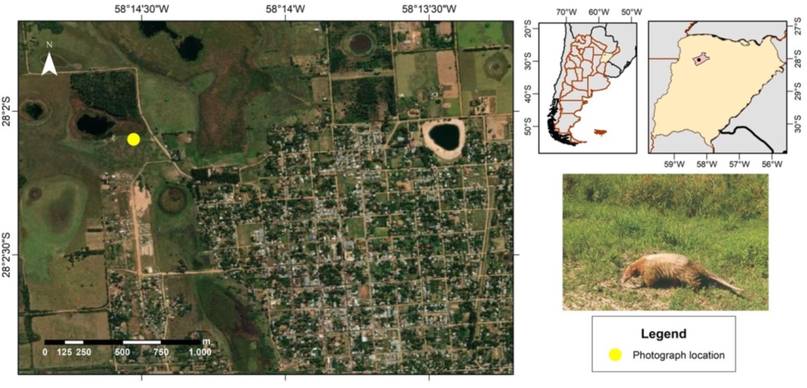 1759780453441 HALLAZGO HISTÓRICO EN CORRIENTES: REGISTRAN PRIMER OSO MELERO CON ALBINISMO DE ARGENTINA