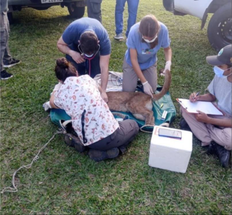 El puma rescatado en Goya evoluciona tras dos cirugías y sigue con diagnóstico reservado