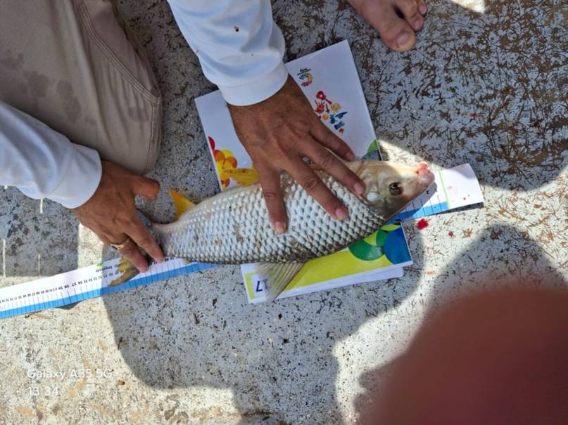 Más de 100 capturas en la Fiesta Provincial de la Pesca de la Boga con devolución