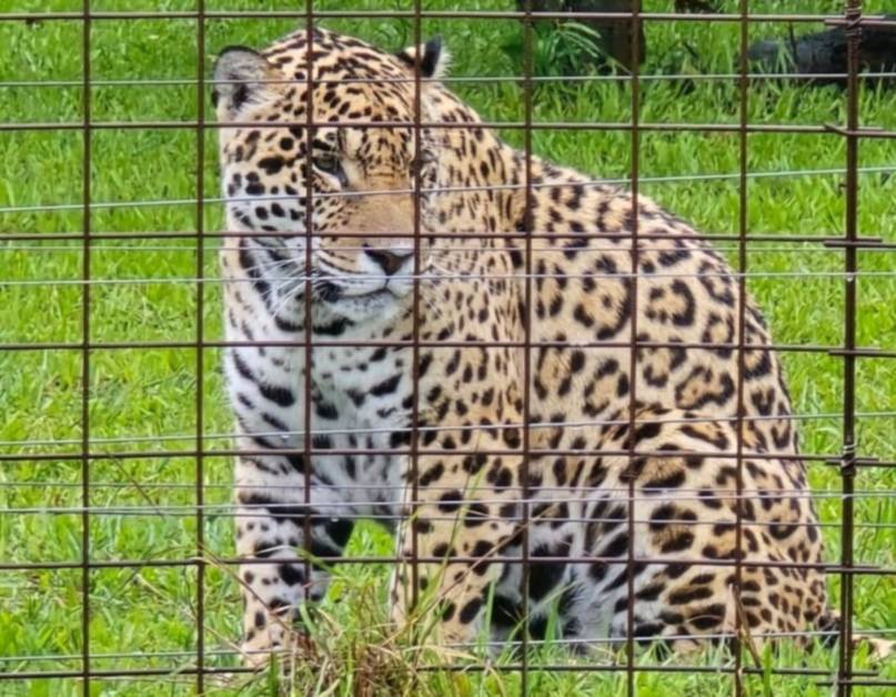 Hito de la Conservación: Corrientes libera dos nuevos yaguaretés en el Iberá y supera los 40 ejemplares- Hito de la Conservación: Corrientes libera dos nuevos yaguaretés en el Iberá y supera los 40 ejemplares