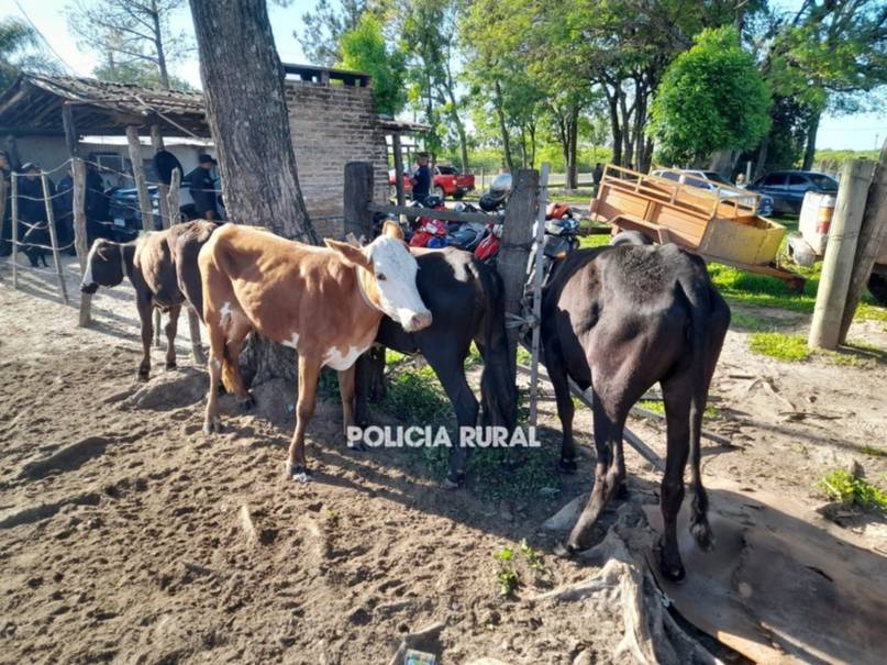 Abigeato en Corrientes: un hombre fue atrapado cuando transportaba cuatro vacas 