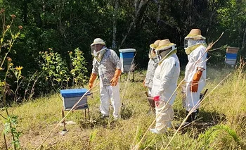 Claves para proteger las colmenas  frente a lluvias abundantes