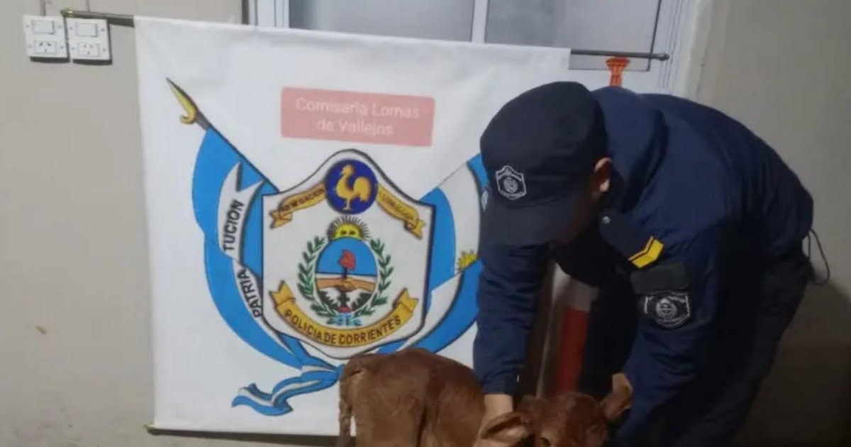 Corrientes: llevaban en moto a un ternero y al ver a la Policía arrojaron al animal