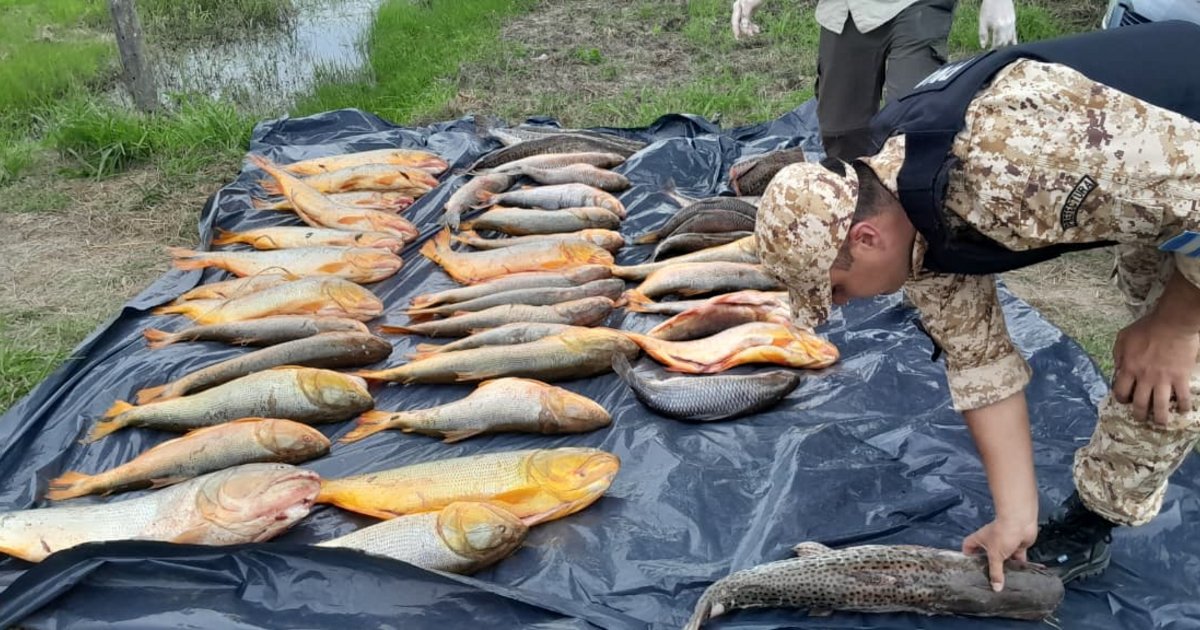 Corrientes: decomisaron 220 kilos de pescados ilegales en plena venta