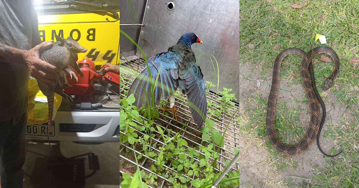 Crecida en Corrientes: rescataron una serpiente, un ave y un tatú mulita en un mismo día