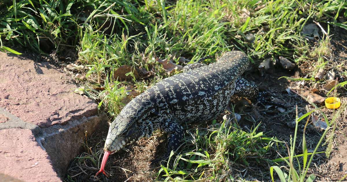 Advierten sobre los graves riesgos para la fauna silvestre por las inundaciones en Corrientes