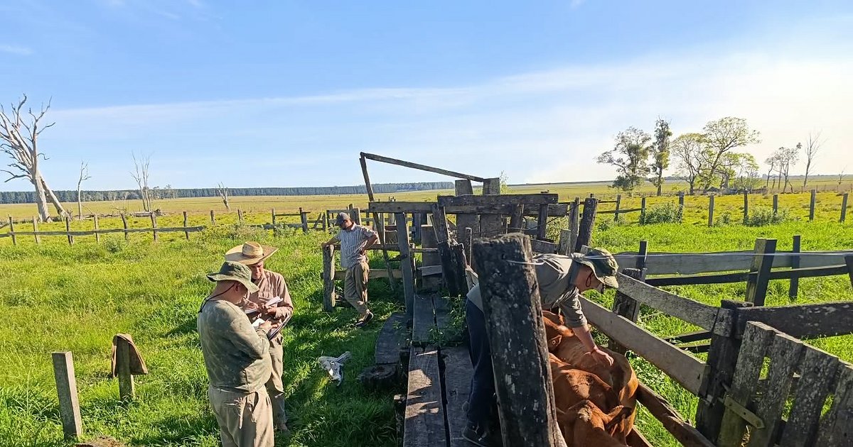 Denunció faltante de 23 vacas y se detectó irregularidad en 248 vacunos en Corrientes