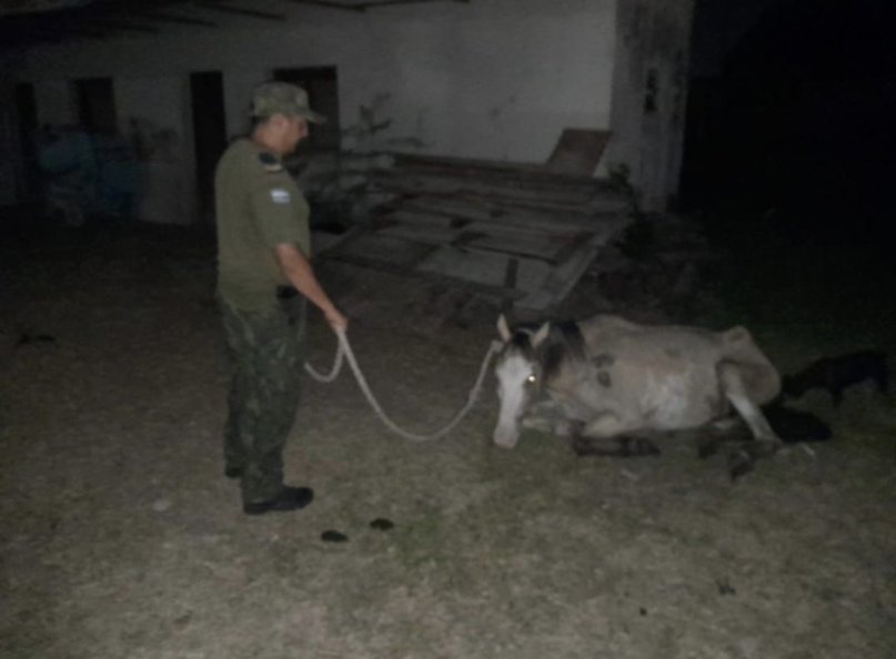 Asisten y ponen a resguardo a un caballo que estaba agonizando