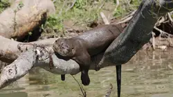 El Impenetrable chaqueño: las nutrias gigantes regresan después de un siglo
