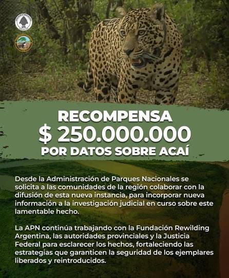 Desaparición de la yaguareté Acaí: Parques Nacionales ofrece una recompensa millonaria