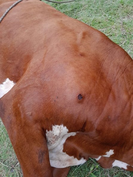 Intentaron matar una vaca a balazos y terminaron presos por abigeato- Intentaron matar una vaca a balazos y terminaron presos por abigeato