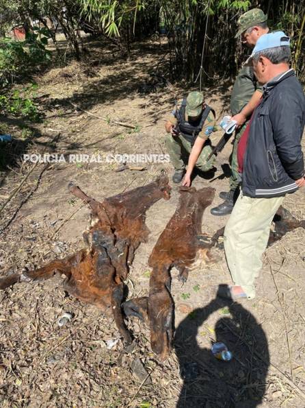 Corrientes: un carnicero fue condenado a 2 años de prisión por abigeato