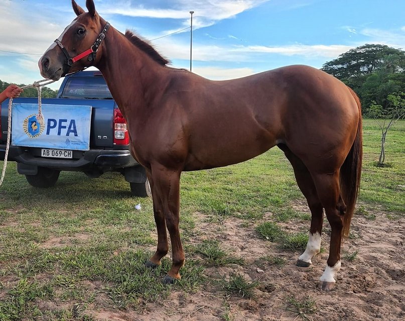 Corrientes: Policía y su pareja investigados por lavado de activos con carrera de caballos- Corrientes: Policía y su pareja investigados por lavado de activos con carrera de caballos