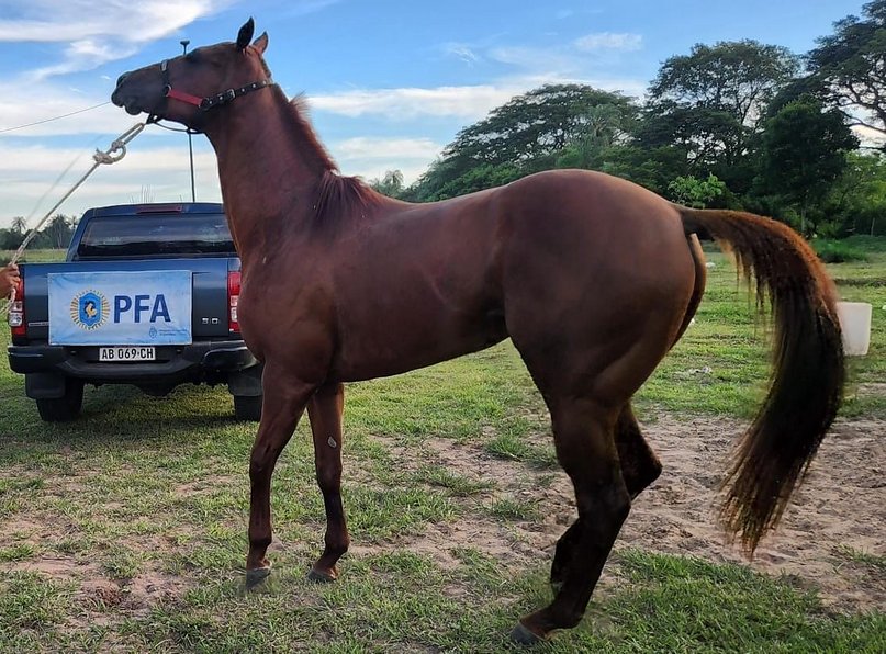 Corrientes: Policía y su pareja investigados por lavado de activos con carrera de caballos- Corrientes: Policía y su pareja investigados por lavado de activos con carrera de caballos