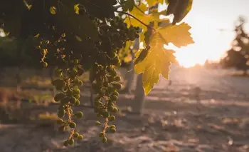 La Pampa: un destino enoturístico